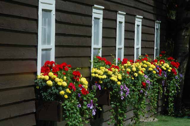 Windowboxes at Employee lodge, McDonald Lodge